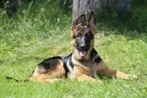 Photo №4. I will sell german shepherd in the city of Chelyabinsk. from nursery, breeder - price - 268$