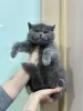 Photo №1. british shorthair - for sale in the city of Мутланген | 581$ | Announcement № 93108