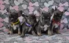 Photo №3. French bulldog puppies. Russian Federation