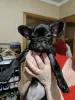 Photo №2 to announcement № 128251 for the sale of french bulldog - buy in Germany private announcement