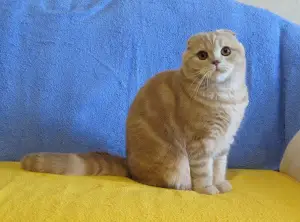 Additional photos: Scottish Cream Fold baby