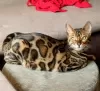 Additional photos: Bengal kittens for sale