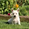 Photo №4. I will sell west highland white terrier in the city of Berlin.  - price - negotiated