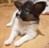 Additional photos: Papillon puppies boys and girls