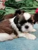 Additional photos: Purebred Shih Tzu puppies.