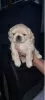 Photo №1. pekingese - for sale in the city of New Orleans | negotiated | Announcement № 54340