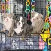 Photo №1. english bulldog - for sale in the city of Амстердам | negotiated | Announcement № 44011