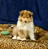 Photo №1. rough collie - for sale in the city of Jerusalem | negotiated | Announcement № 130322