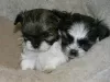 Photo №1. shih tzu - for sale in the city of Berlin | Is free | Announcement № 125359