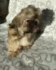 Photo №4. I will sell shih tzu in the city of Ozorków. breeder - price - 303$