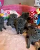 Photo №1. british shorthair - for sale in the city of Bastogne | Is free | Announcement № 127844