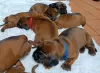 Photo №4. I will sell bavarian mountain hound in the city of Przeworsk. private announcement, breeder - price - 631$