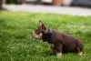 Additional photos: American Bully puppies for sale