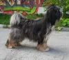 Additional photos: Tibetan terrier puppies.