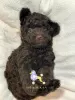 Photo №1. poodle (dwarf) - for sale in the city of Малага | 1664$ | Announcement № 32092