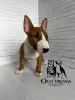 Photo №2 to announcement № 44732 for the sale of bull terrier - buy in Germany breeder