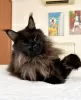 Photo №2 to announcement № 104581 for the sale of maine coon - buy in Germany breeder