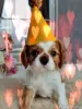 Photo №4. I will sell cavalier king charles spaniel in the city of Ханты-Мансийск. private announcement - price - negotiated