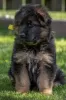 Photo №4. I will sell german shepherd in the city of Vilnius.  - price - 1057$