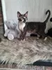 Photo №1. devon rex - for sale in the city of Сквира | 375$ | Announcement № 31711