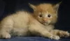 Photo №3. Gorgeous purebred Maine Coon kittens!. Russian Federation