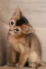 Additional photos: Abyssinian kittens of wild and sorrel color