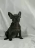 Photo №1. french bulldog - for sale in the city of Stara Pazova | negotiated | Announcement № 116913