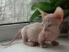 Photo №2 to announcement № 93699 for the sale of sphynx cat - buy in Germany private announcement