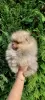 Additional photos: Pomeranian purebred BOO puppies