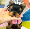 Photo №1. yorkshire terrier - for sale in the city of Helsinki | negotiated | Announcement № 43046