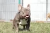 Additional photos: French bulldog girl, chocolate