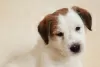 Photo №3. Jack Russell Terrier puppies. Russian Federation