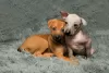 Photo №3. Mexican naked girls puppies - xoloitzcuintli. Russian Federation