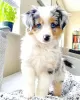 Photo №1. australian shepherd - for sale in the city of Warsaw | 423$ | Announcement № 101110