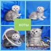 Photo №2 to announcement № 43879 for the sale of scottish fold - buy in Belarus private announcement