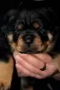 Photo №1. rottweiler - for sale in the city of Gomel | 882$ | Announcement № 128263