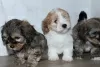 Photo №3. Havanese bichon puppies. Russian Federation