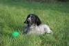 Photo №1. german wirehaired pointer - for sale in the city of Reszel | 1057$ | Announcement № 100209