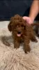 Additional photos: Red Toy Poodle puppies for sale