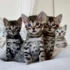 Photo №1. bengal cat - for sale in the city of Boshnya | 181$ | Announcement № 9078