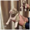 Photo №2 to announcement № 30250 for the sale of american bully - buy in Lithuania breeder