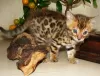 Additional photos: Bengal kittens Bengal, Abyssinian cattery sunnybunny.by