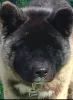 Photo №1. american akita - for sale in the city of Бохня | 300$ | Announcement № 43249