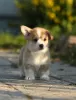 Photo №3. Welsh Corgi Pembroke puppies. Russian Federation