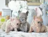 Photo №1. french bulldog - for sale in the city of Tottington | 380$ | Announcement № 125619