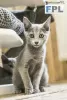 Photo №1. russian blue - for sale in the city of Rybnik | 2129$ | Announcement № 14696