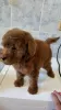 Additional photos: Mini poodle puppies