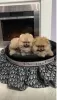 Additional photos: Pomeranian puppies