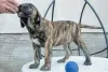 Photo №3. Dogo Canario - Presa Canario puppies. Serbia