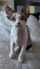 Photo №1. devon rex - for sale in the city of Ekenäs | Is free | Announcement № 130692